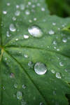 Water drops 2 by krikra