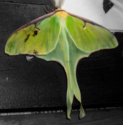 Luna Moth