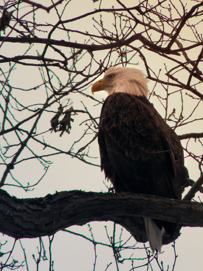 Perched