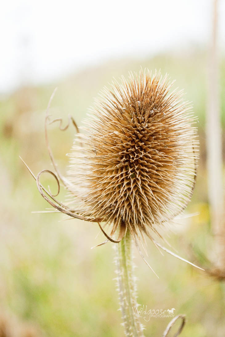 Teasle by WildgoosePhotography