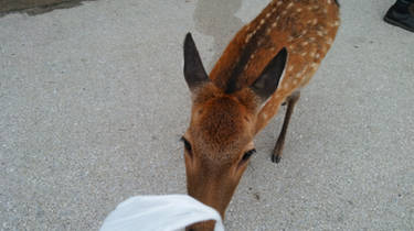 My Deer Itsukushima