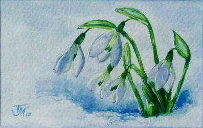 Snowdrops