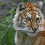 Rare Golden Tabby Tiger