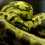 Jungle Carpet Python