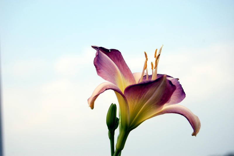 Orchid by Denae63 on DeviantArt