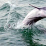 Dolphin 1