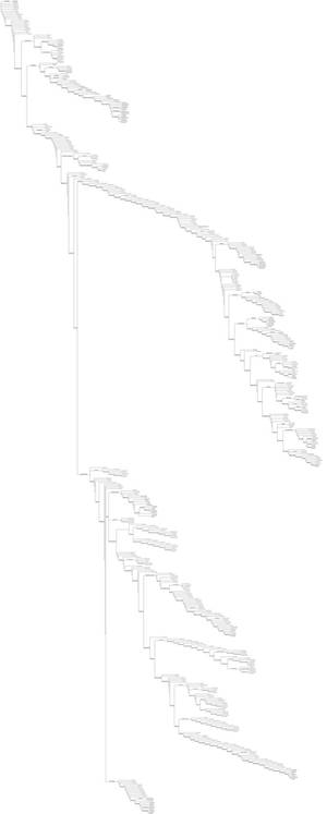 Vertebrata Phylogeny