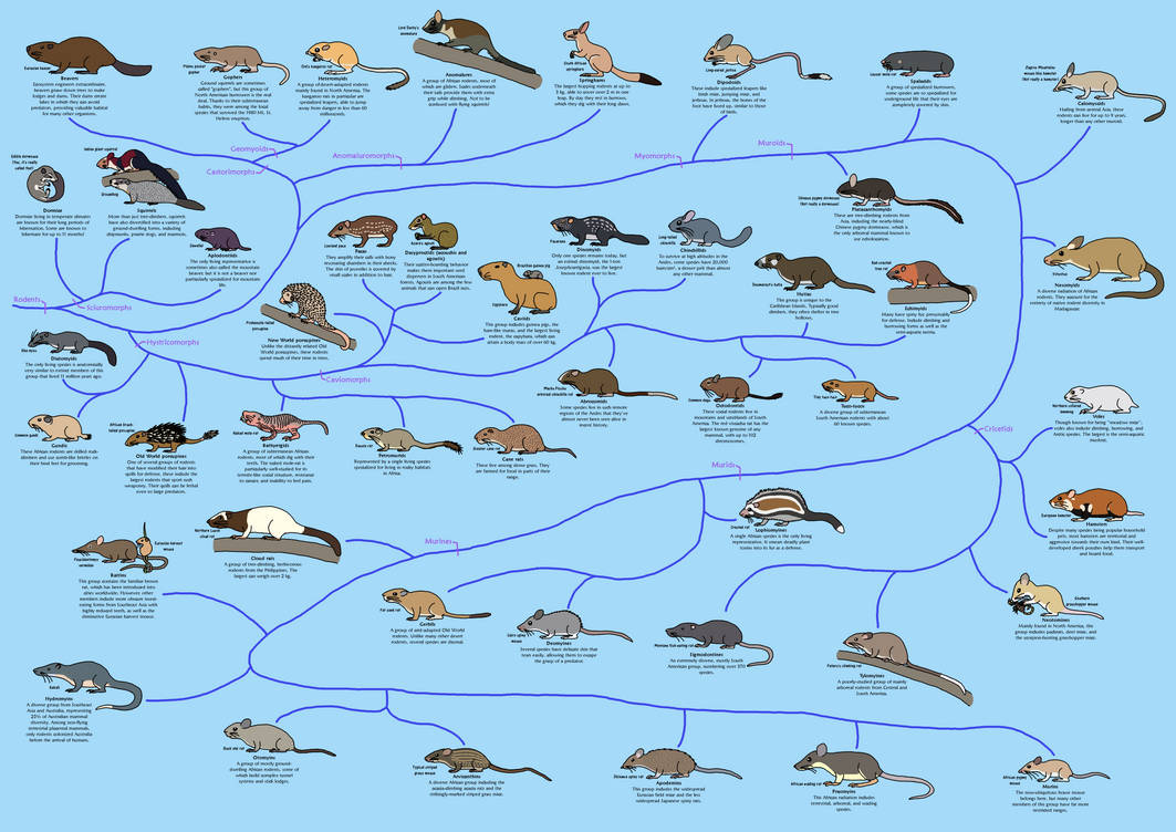 A Guide to Rodent Phylogeny by Albertonykus