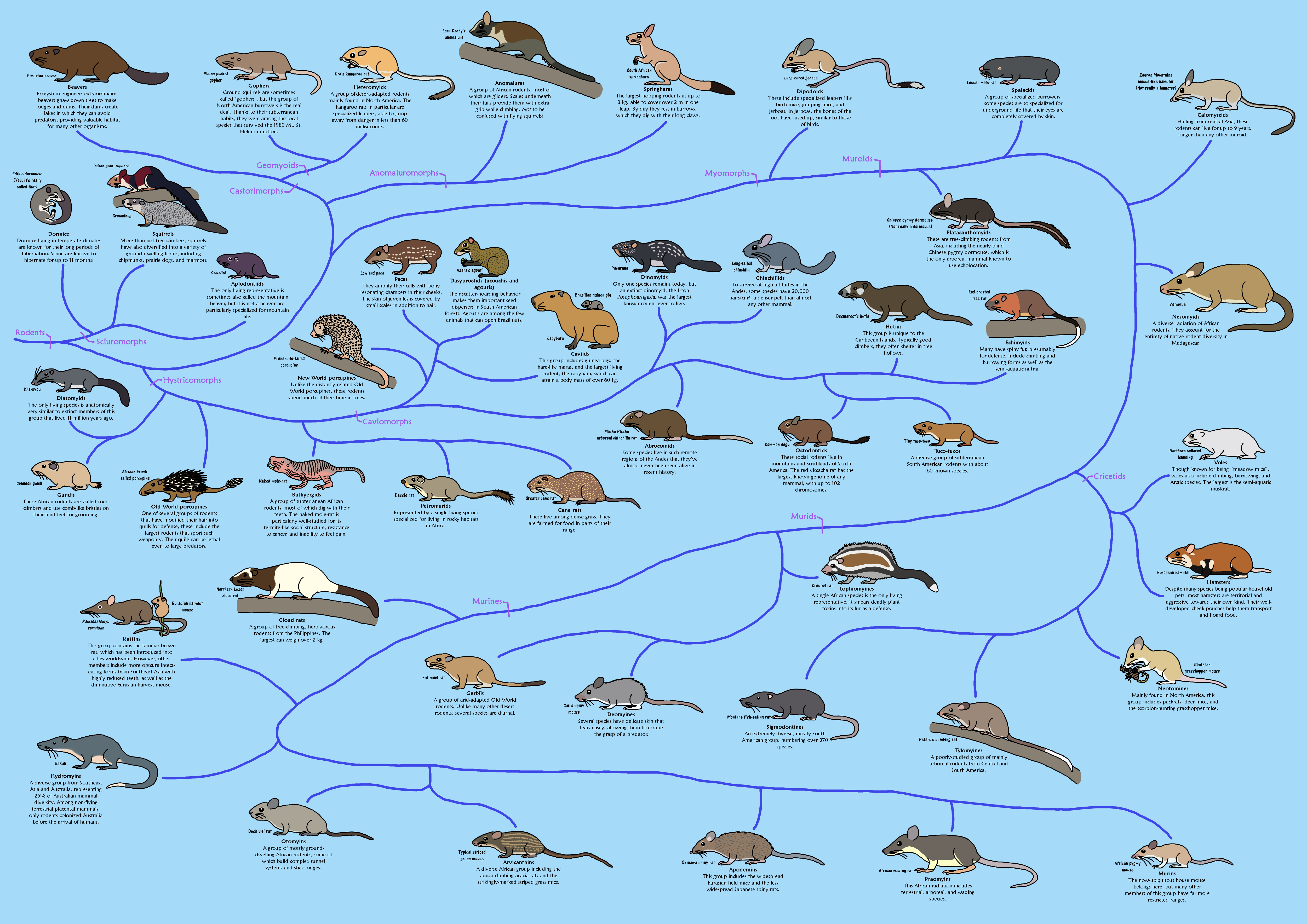 Rodent Chart