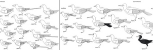 Birdbodies of the Mesozoic