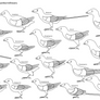 Birdbodies of the Mesozoic