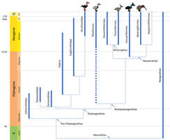 Bird Phylogeny: Paleognathae