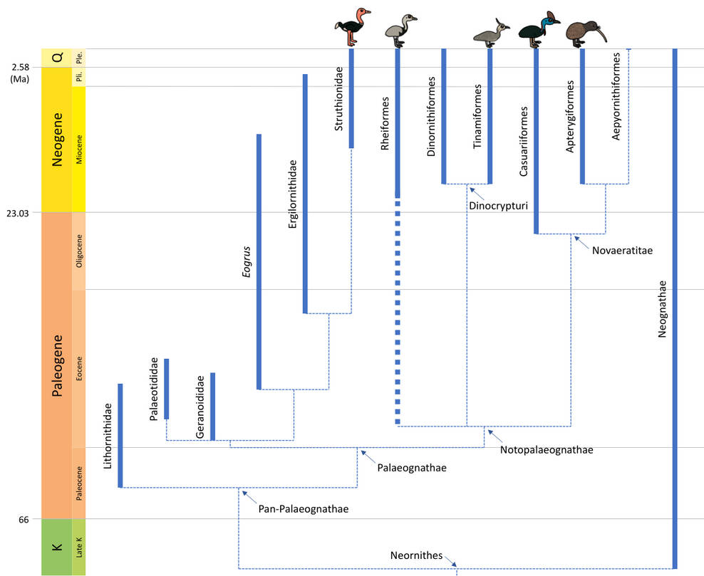 Bird Phylogeny: Palaeognathae by Albertonykus on DeviantArt