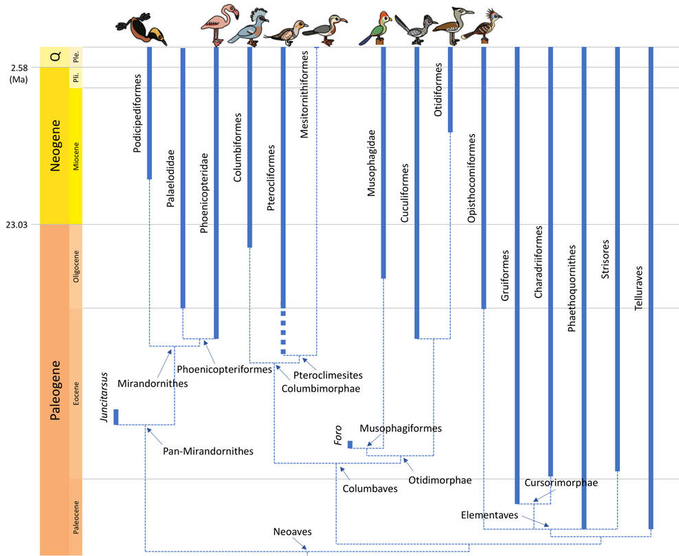 Neoaves Birds Example Bird Phylogeny: Neoaves by Albertonykus on DeviantArt