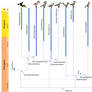 Bird Phylogeny: Neoaves