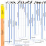 Bird Phylogeny: Phaethoquornithes