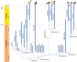 Bird Phylogeny: Australaves