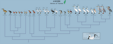 Herons of Taiwan