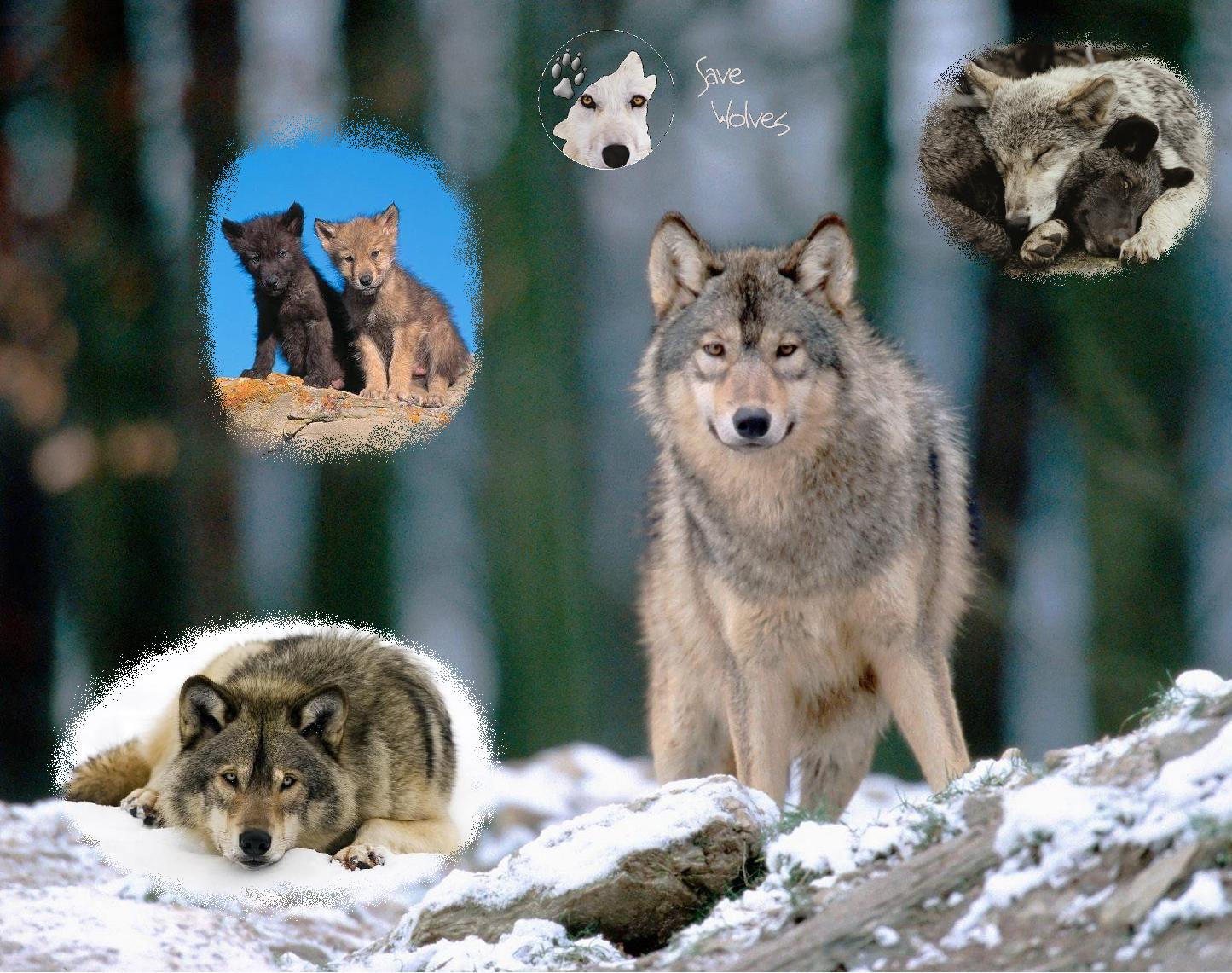 Save wolves wallpaper by Lena-Panthera on DeviantArt