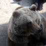 2011 - Brown bear