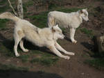 2011 - Alaskan wolf 15