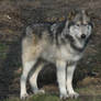 2011 - Alaskan wolf 16