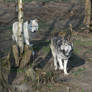 2011 - Alaskan wolf 17