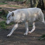 2011 - Alaskan wolf 21