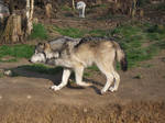 2011 - Alaskan wolf 25