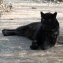 2011 - Black leopard