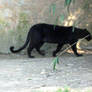 2011 - Black leopard 6