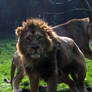 2011 - Asiatic lions 3