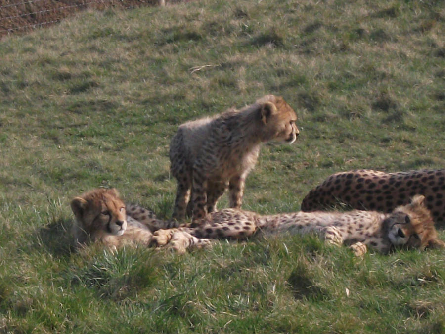 2011 - Cheetah cubs 9
