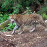 2012 - Sri Lanka leopard 16