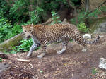 2012 - Sri Lanka leopard 16