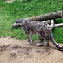 2012 - Snow leopard 18