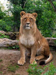 2012 - African lion 29