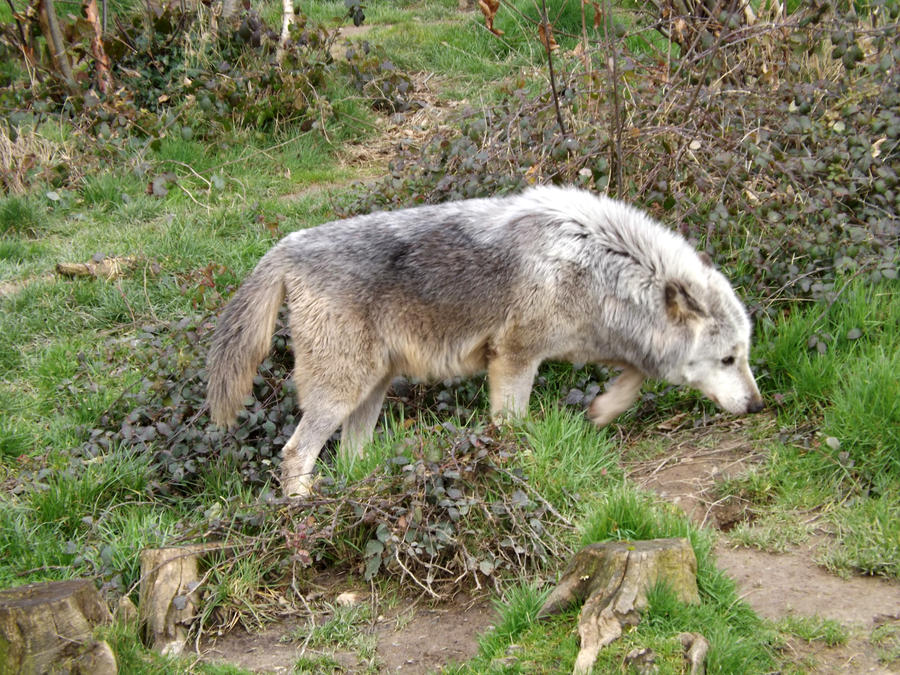 2014 - Alaskan wolf 4