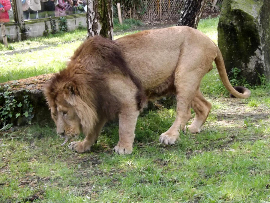 2014 - Asiatic lion 21