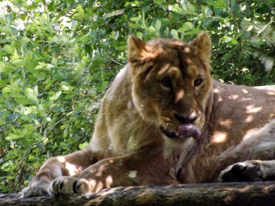 2014 - Asiatic lioness 15