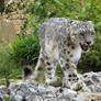 2014 - Snow leopard 74