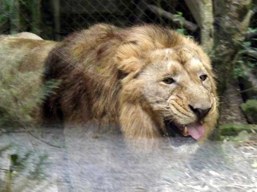 2014 - Asiatic lion 46