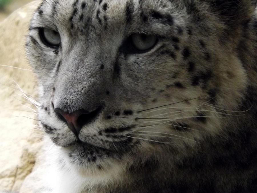 2014 - Snow leopard 98