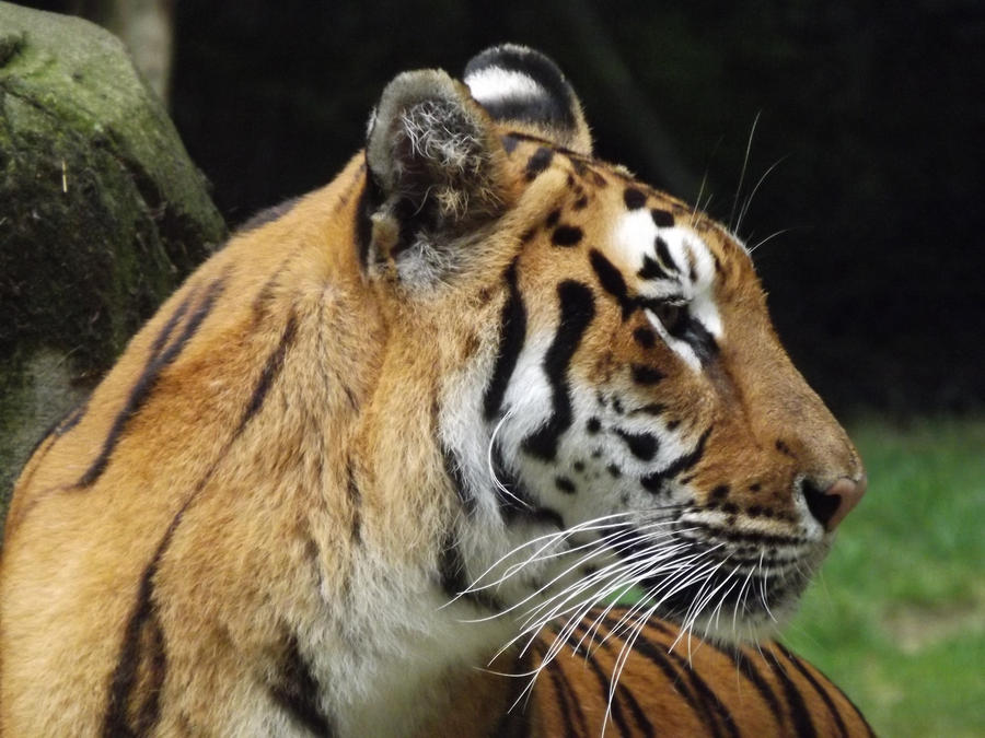 2014 - Tiger 69