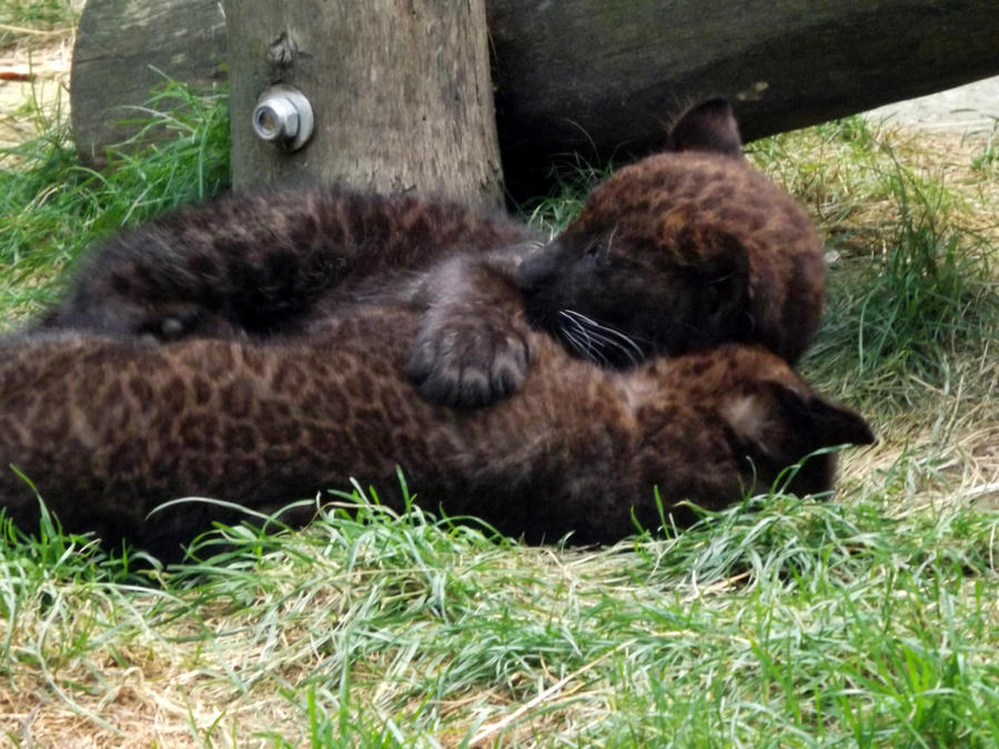 2014 - Black leopard cubs 2