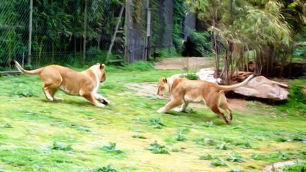 Lionesses at play