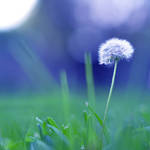 Dandelion by photoha