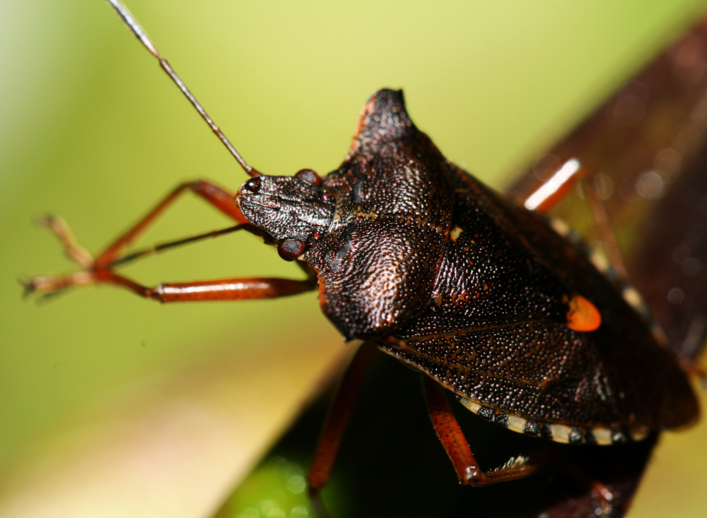 Shield Bug