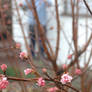 Blooming Tree-Middle Of Winter