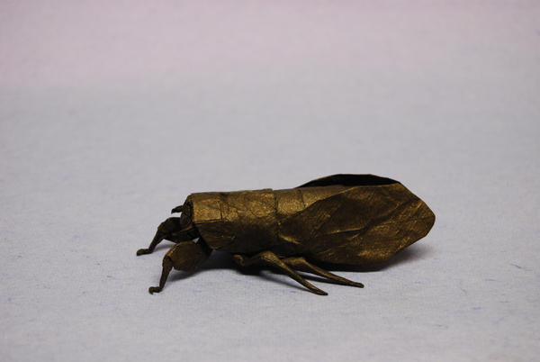 Cicada